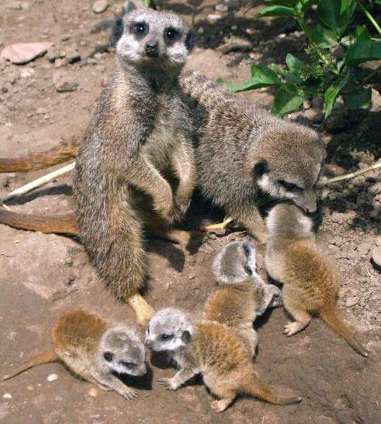 Семейство сурикатов в зоопарке Twycross Zoo