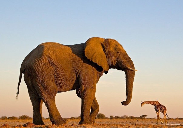 Слон и жираф в национальном парке Этоша, Намибия. Cнимок был сделан фотографом от самой земли, что убрало перспективу и придало иллюзию равноудаленности объектов.