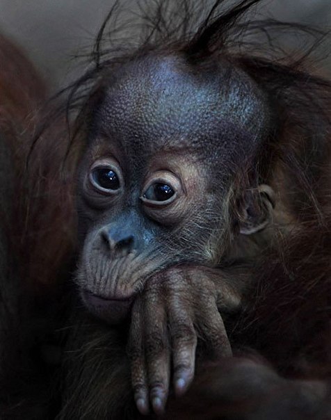 Человекообразные обезьяны Франкфуртского зоопарка в немецкого фотографа Фолькера Гутгессель