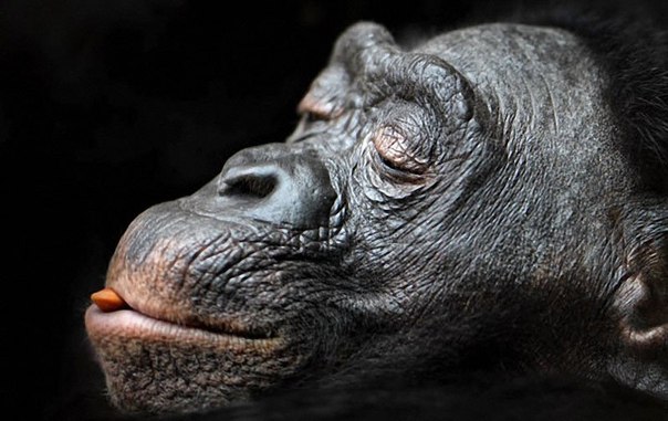 Человекообразные обезьяны Франкфуртского зоопарка в немецкого фотографа Фолькера Гутгессель