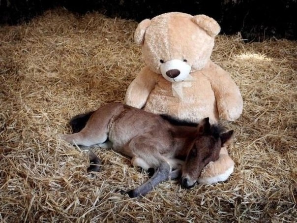 Осиротевший пони подружился с медвежонком Тедди