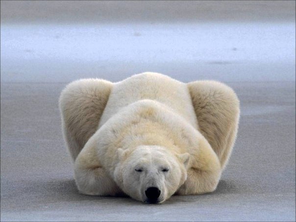 Белый медведь, подобрав под себя лапы, дремлет на льду, Канада.