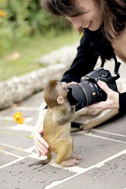 Фотограф и обезьянка
