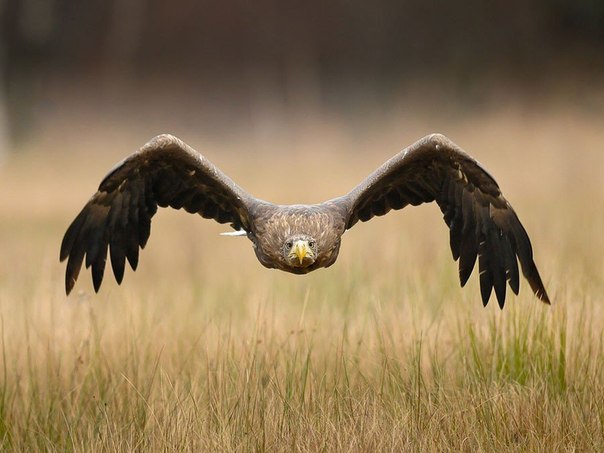 Величественный орел. Фотография Романа Фисера