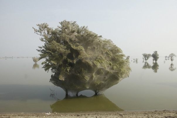 Пауки, спасаясь от паводковых вод, покрывают деревья паутиной. Провинция Синд, Пакистан.