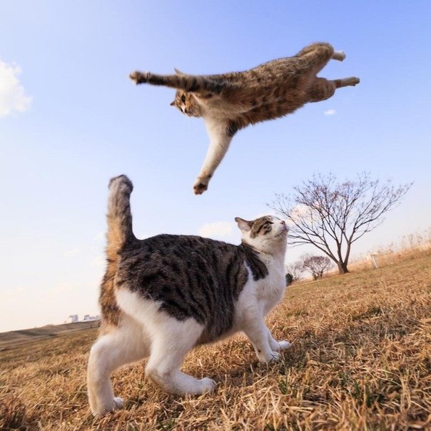 Кошки-ниндзя от японского фотографа Сэйдзи Мамия
