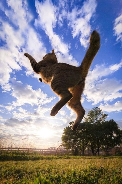 Кошки-ниндзя от японского фотографа Сэйдзи Мамия