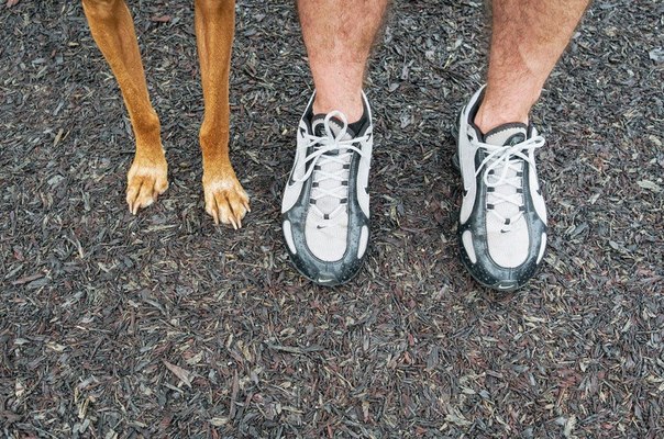 Американский фотограф Алекс Бекер снял забавную серию фотографий под названием "Ноги и лапы".