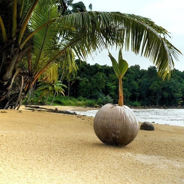 Вот так прорастают кокосы