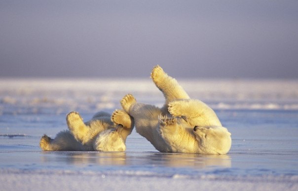 Белые медведи катаются на спине по льду в Арктическом национальном заповеднике, Аляска.