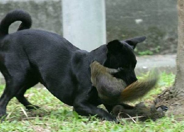 Белка спасает бельчонка от собаки