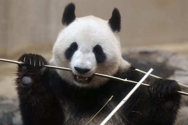 Самка большой панды по имени Син Син ест бамбук в Зоопарке Уено в Токио, Япония
