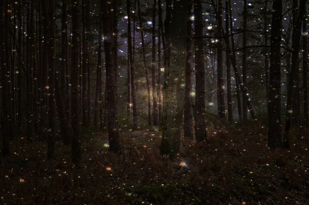 Волшебные леса светлячков