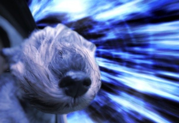 Фотоколлажи собак, путешествующих сквозь пространство и время от Бенджамина Грелль