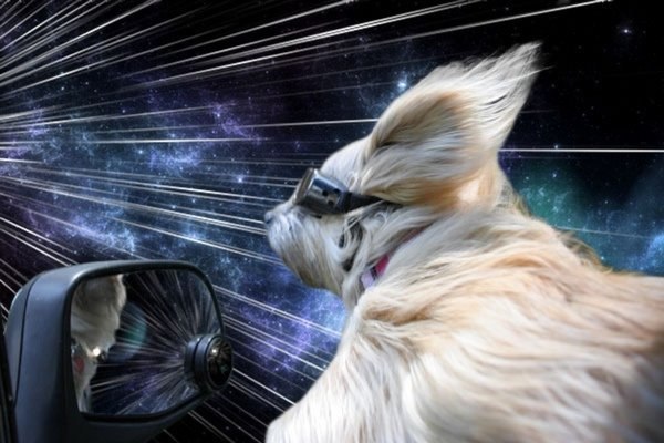 Фотоколлажи собак, путешествующих сквозь пространство и время от Бенджамина Грелль
