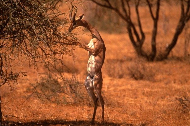 Геренук, или жирафовая газель