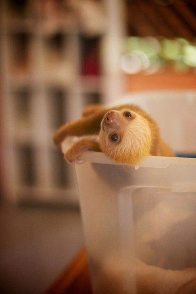 Новорождённый ленивец.