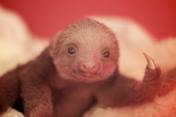Новорождённый ленивец.