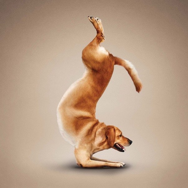 Йога для животных от фотографа Дэна Борриса.