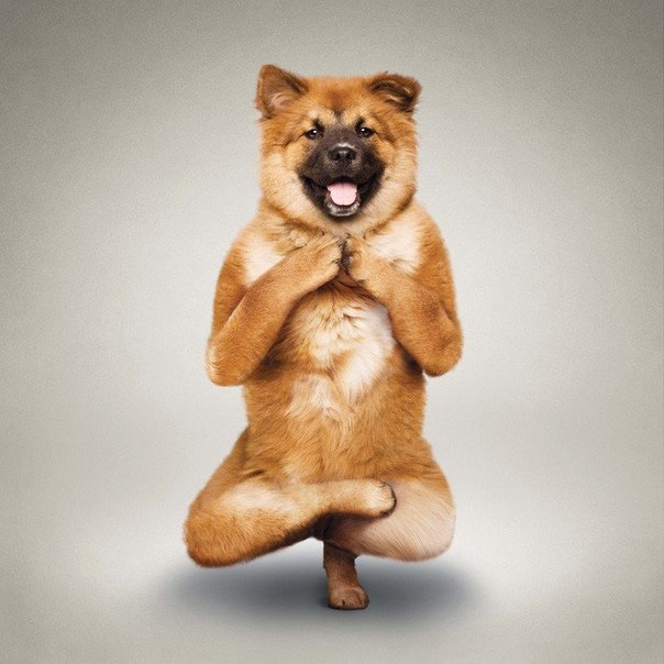 Йога для животных от фотографа Дэна Борриса.