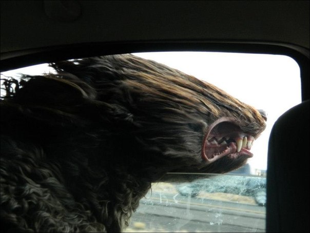 Собака, выглядывающая из окна машины во время движения
