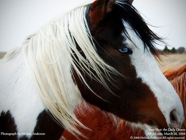 Голубоглазая лошадь, Северная Дакота, США.