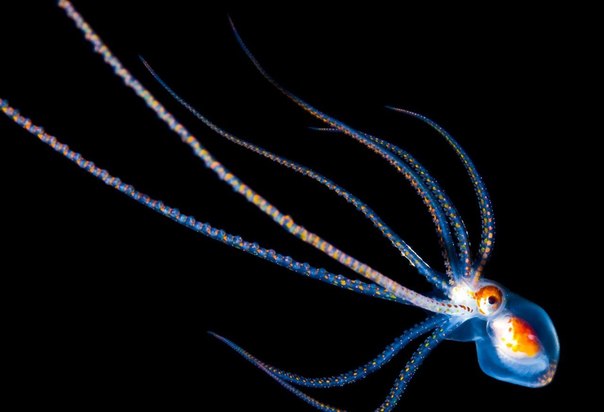 Светящиеся обитатели морских глубин на фотографиях Joshua Lambus