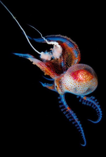 Светящиеся обитатели морских глубин на фотографиях Joshua Lambus