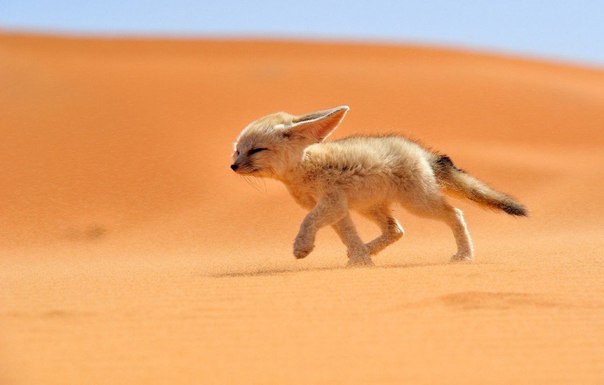Лисица фенек бежит против ветра по пустыне в Марокко