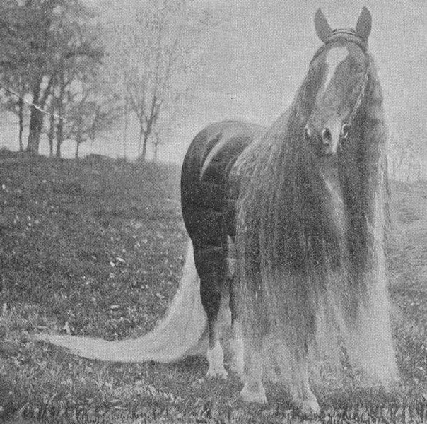 Линус - самая длинногривая и длиннохвостая лошадь в мире.