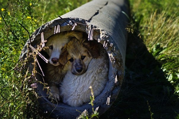 Бездомные щенки нашли убежище в свалившемся столбе. Иркутск, Россия.