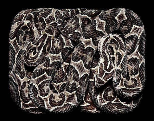 Змеи от фотографа Guido Mocafico