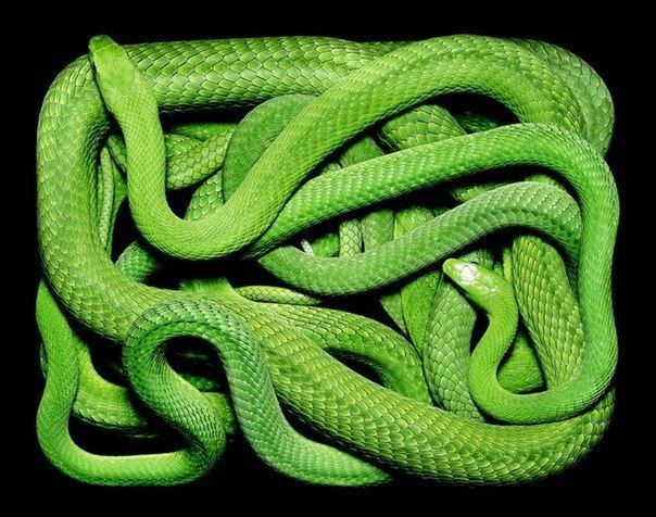 Змеи от фотографа Guido Mocafico