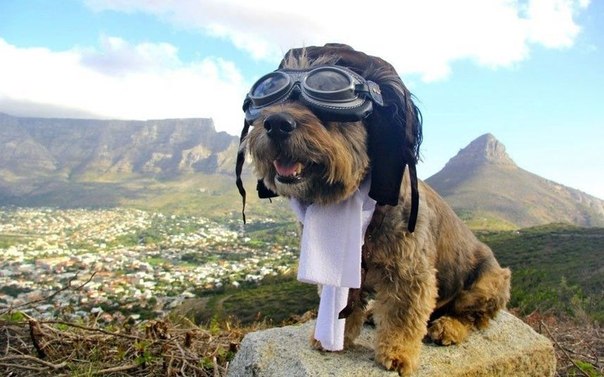 Оскара взяли из приюта в Кейптауне всего за день до того, как должны были усыпить. Это было 8 лет назад. В 2009 году он и его хозяйка Джоан Лефсон отправились в кругосветное путешествие, чтобы собрать деньги и привлечь внимание к бедственному положению собак в приютах.