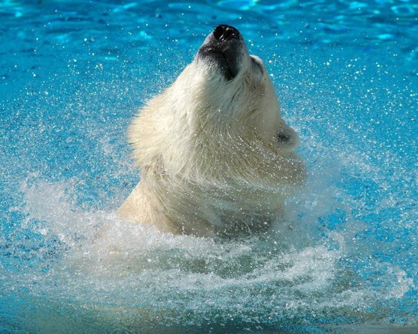 Подводные съемки белого медведя.