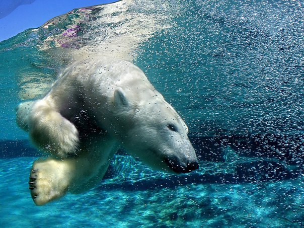 Подводные съемки белого медведя.