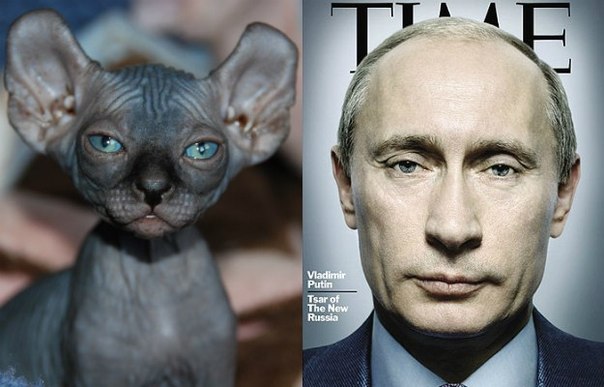 Коты, похожие на Путина