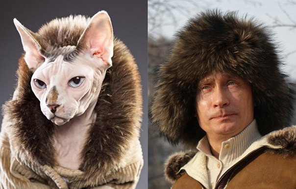 Коты, похожие на Путина