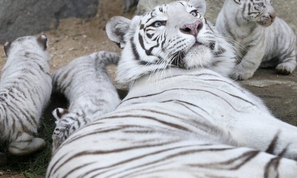 Новорожденные белые тигрята в зоопарке Тобу