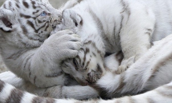 Новорожденные белые тигрята в зоопарке Тобу