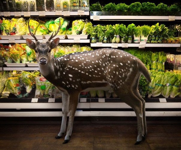 Фотограф Аген Харахеп из Индонезии сделал серию  фотографий животных  в супермаркете, будто они сами делают покупки на обед.
