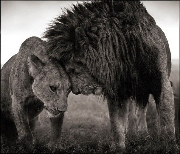 Фотограф Ник Брандт снял потрясающую серию фотографий на тему дикой природы Африки.