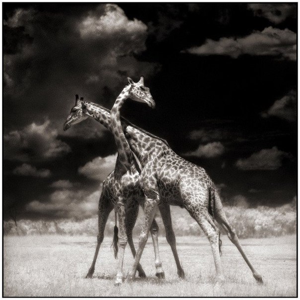 Фотограф Ник Брандт снял потрясающую серию фотографий на тему дикой природы Африки.