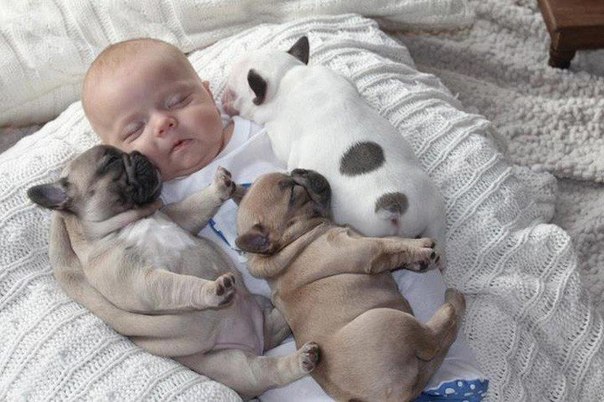 Фотограф Синди Кларк из Пенсильвании сделала эту трогательную фотосессию своего 3-хмесячного племянника и маленьких щенков французского бульдога.