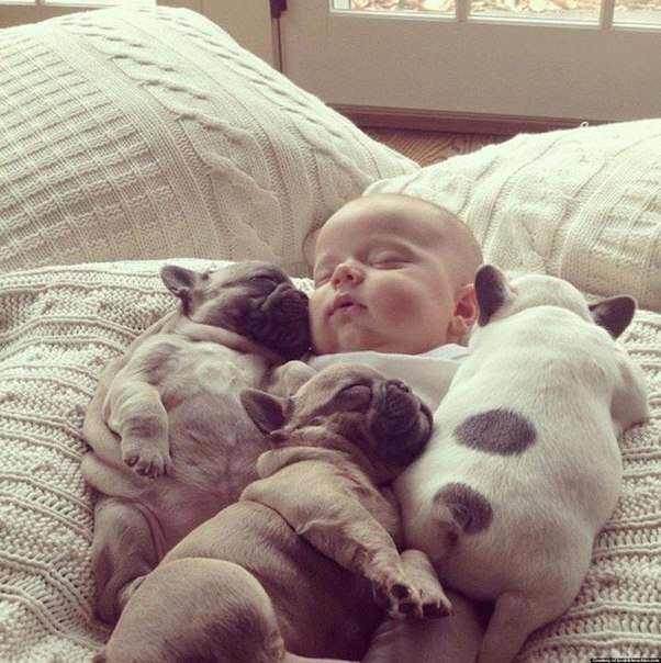 Фотограф Синди Кларк из Пенсильвании сделала эту трогательную фотосессию своего 3-хмесячного племянника и маленьких щенков французского бульдога.