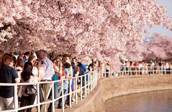 Фестиваль сакуры Cherry Blossom Festival в Вашингтоне (Колумбия)