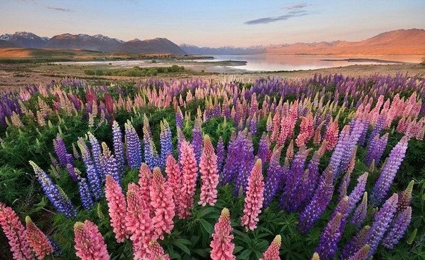 Живописное озеро Текапо и ковер из цветущих люпинов, Новая Зеландия