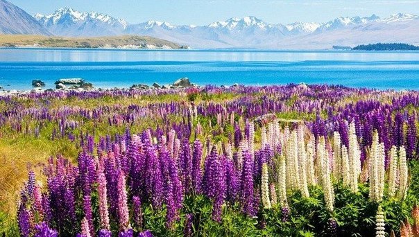 Живописное озеро Текапо и ковер из цветущих люпинов, Новая Зеландия
