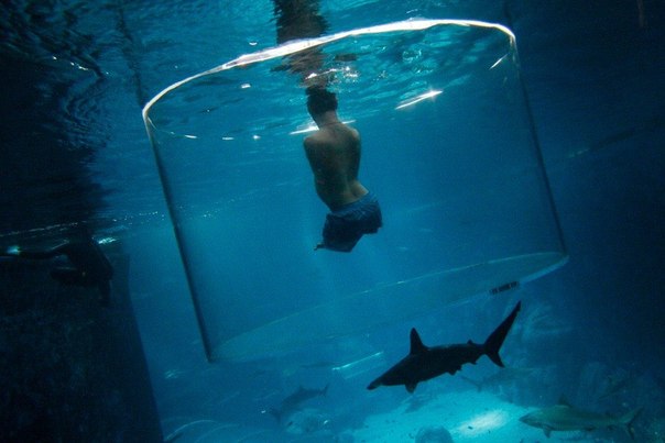 30-летний Ник Вуйчич, родившийся без всех четырех конечностей, плавает с акулами в океанариуме Сингапура
