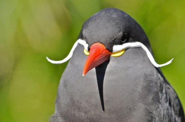 Крачка-инка обитает вдоль скалистого тихоокеанского побережья на юге Чили. Эта птица легко узнаваема по своей темно-серой окраске, красно-оранжевому клюву и лапкам, и, конечно же, по закрученным белым усам.